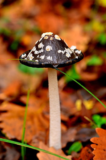 nature-mushroom-thrace-natural-royalty-free-thumbnail.jpg