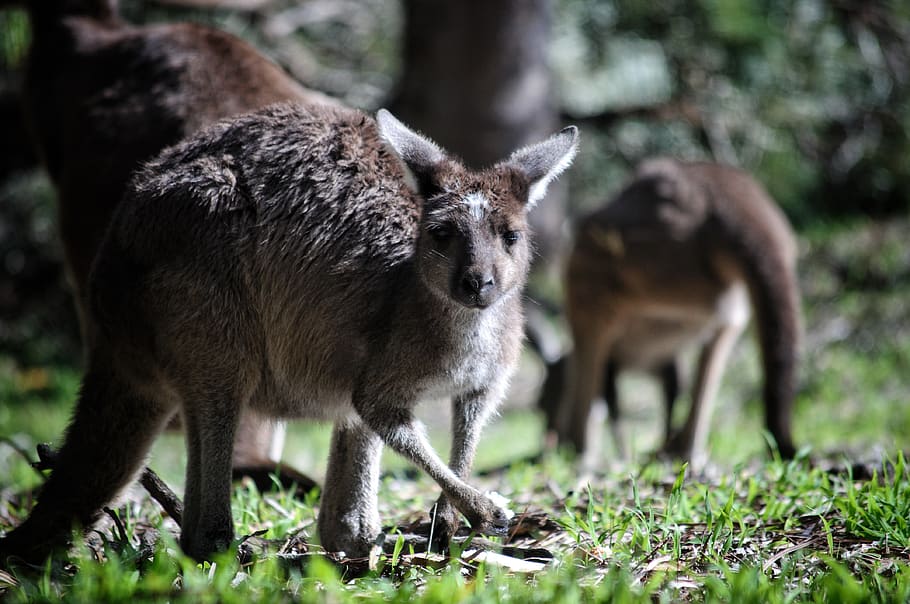 kangaroo, australia, marsupial, animal, wild, mammal, fur, grass, kangaroos, pouch