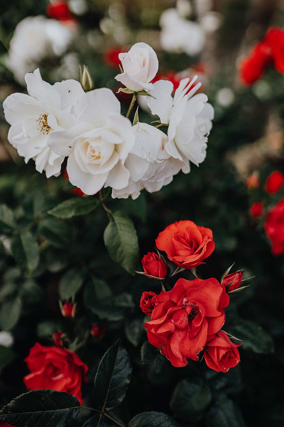 mawar, bunga, merah, putih, tanaman, taman, kelopak, Indah, Sorrento, Italia
