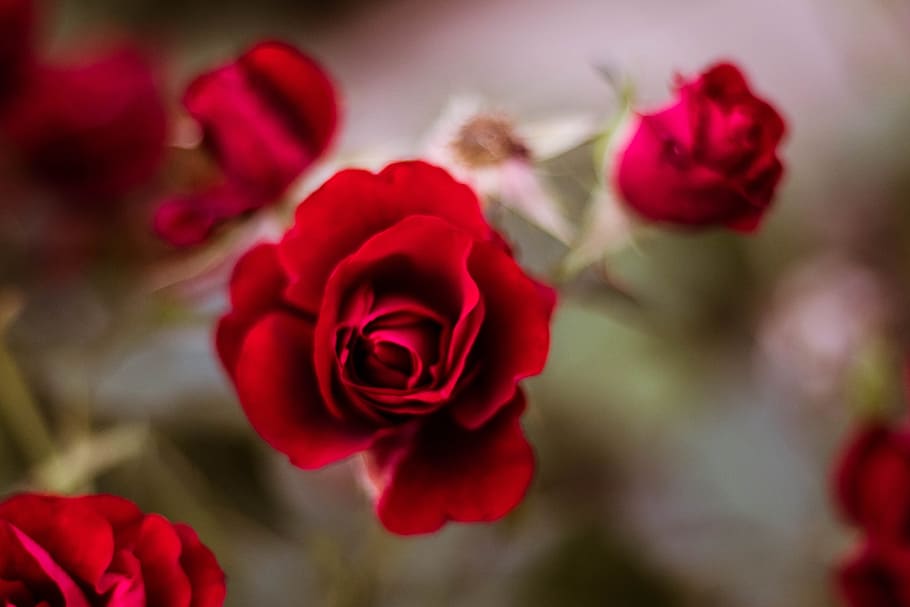 red, rose, flower, selective, focus photography, leaf, spring, nature, summer, design