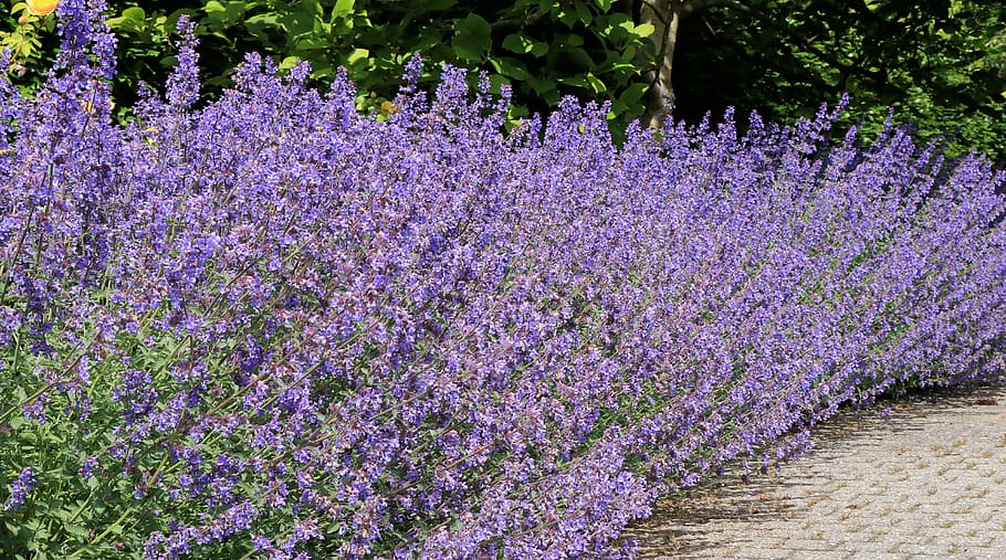 lavender, purple, flowers, violet, herbs, green, provence, flora, aroma, herb
