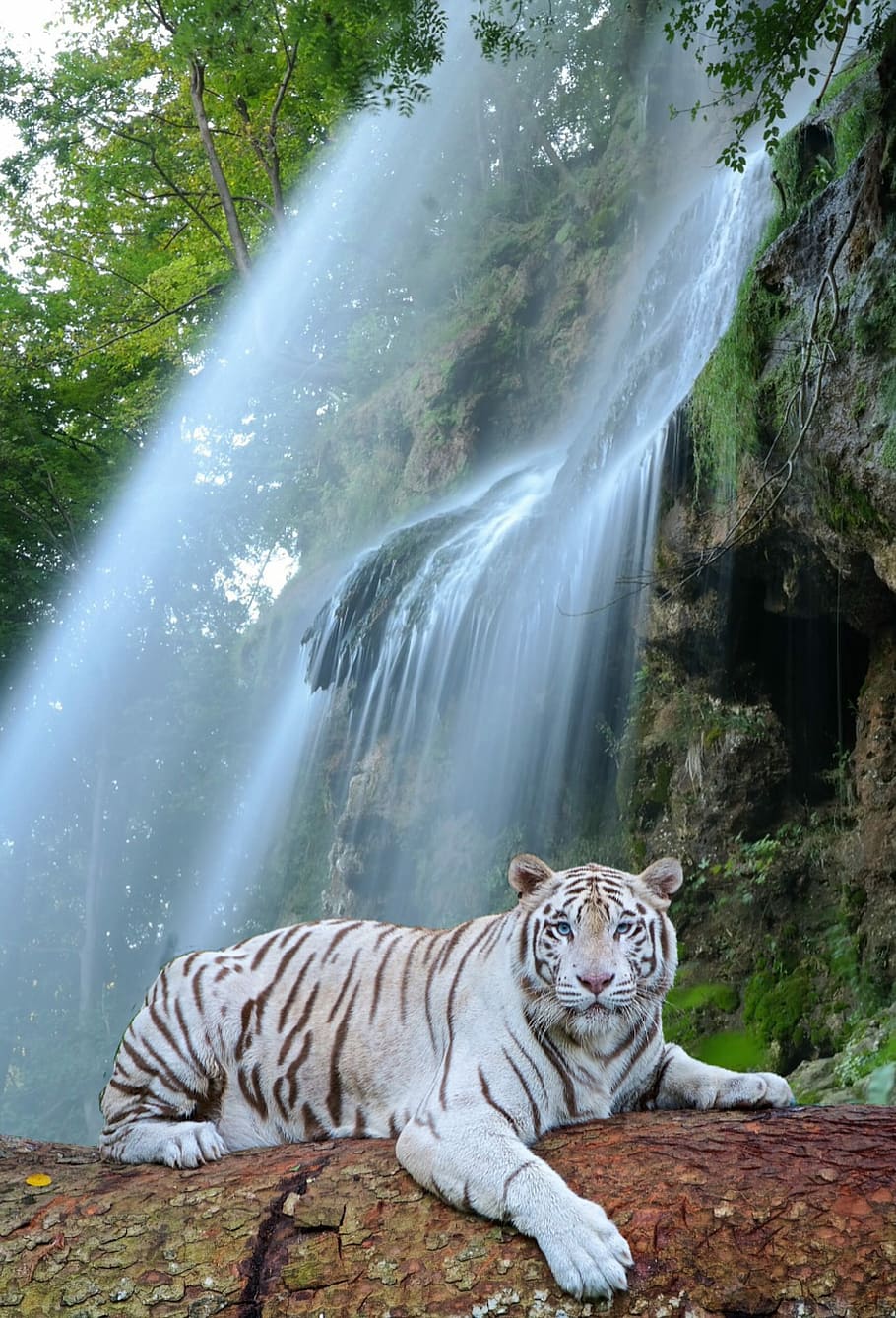 wildlife photography, white, tiger, resting, log, Waterfall, White Tiger, Predator, wildcat, one animal