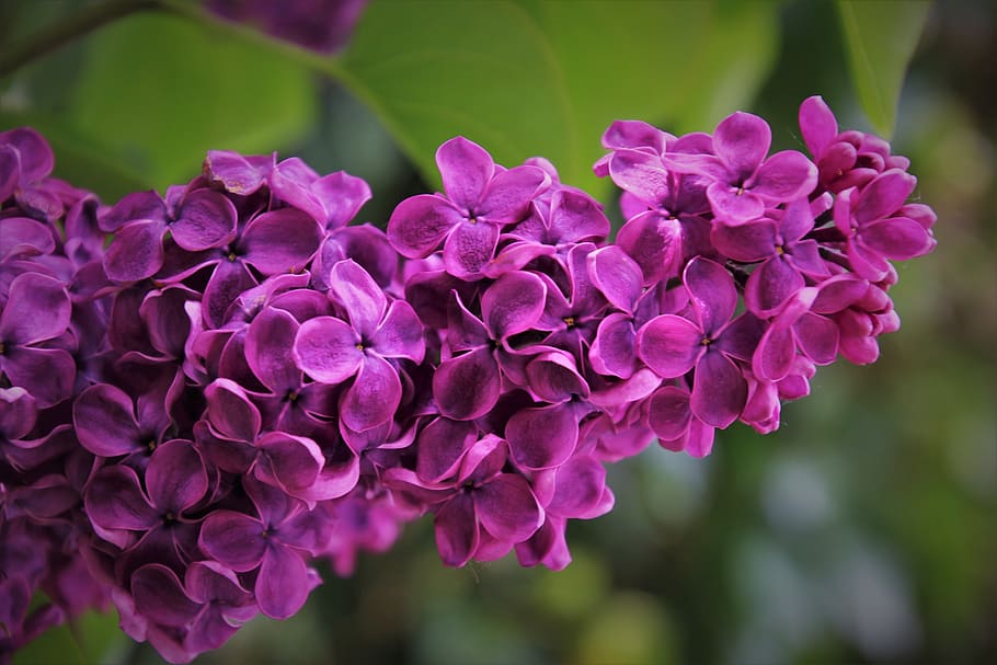 ungu, tangkai, cabang, taman, bau, segar, Bunga, mungkin, musim, daun bunga