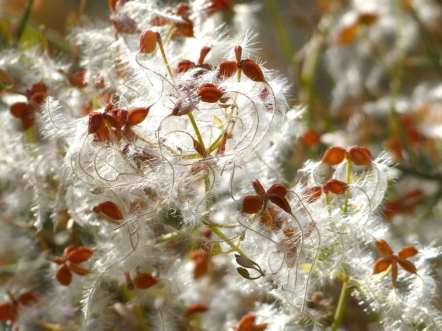 plant wildlife, cottony, cotton, seeds, dry flower, close-up, plant, fragility, vulnerability, nature