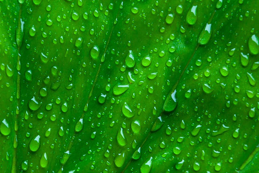 micro, photography, water, drops, macro, leaf, green, background, nature, texture