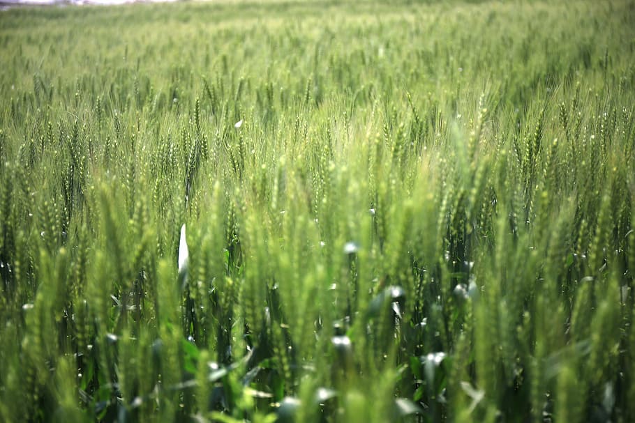 green plant field, in wheat field, gain, mr green, ye tian, plant, green color, selective focus, field, beauty in nature