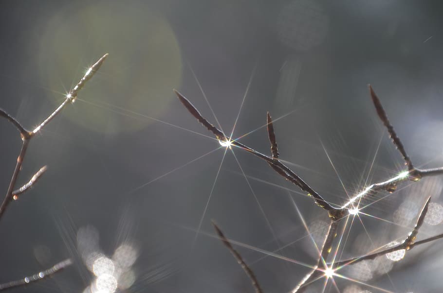 sun, dew, morning, branches, light, close-up, nature, fragility, beauty in nature, focus on foreground