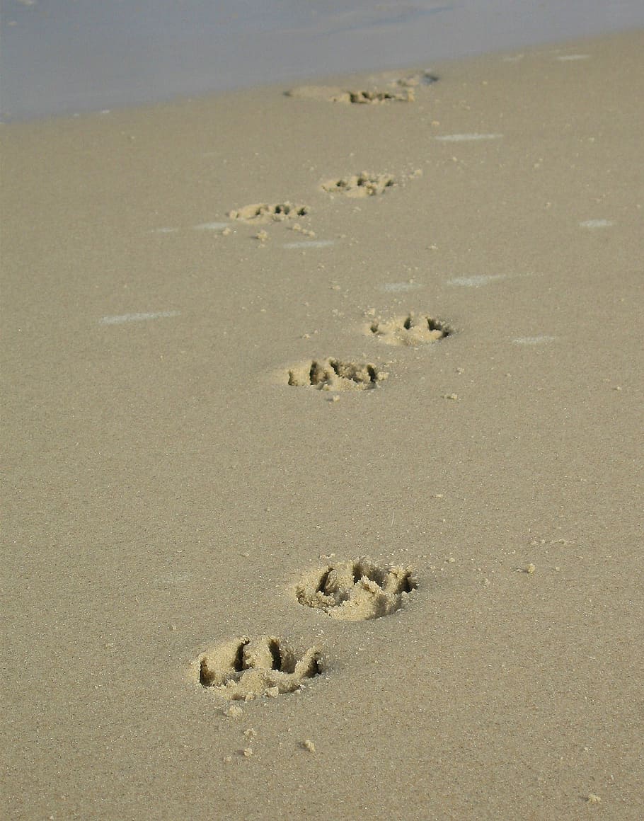 砂, 足, 足の印刷, ビーチ, 犬, 犬の足, 足跡, 人なし, 自然, 土地