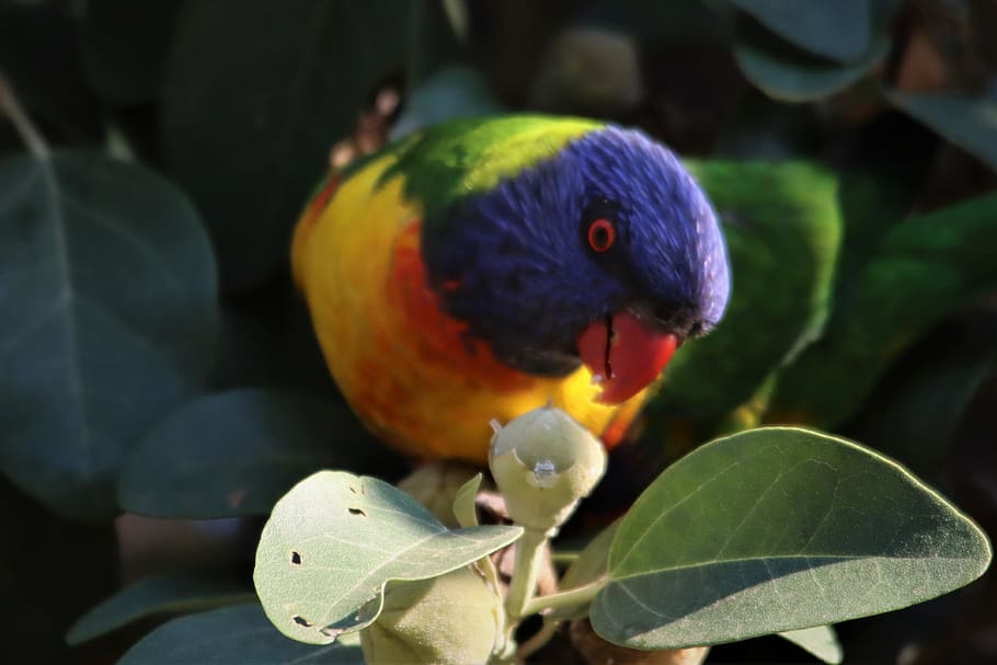 rainbow, lorikeet, beak, eating, native, australian, adelaide, australia, bird, watching