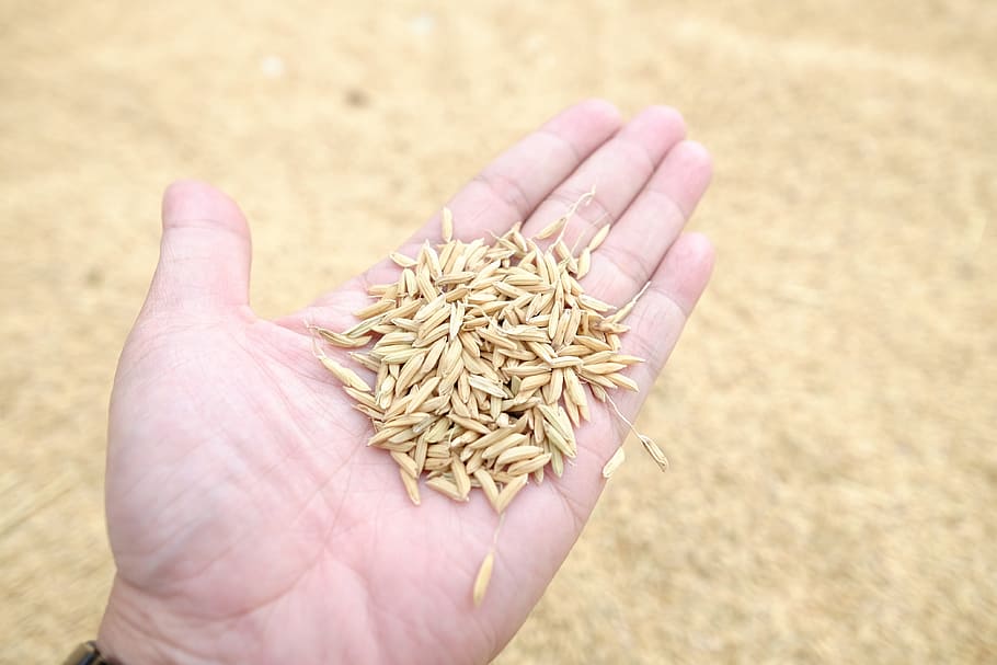 рис семена фото