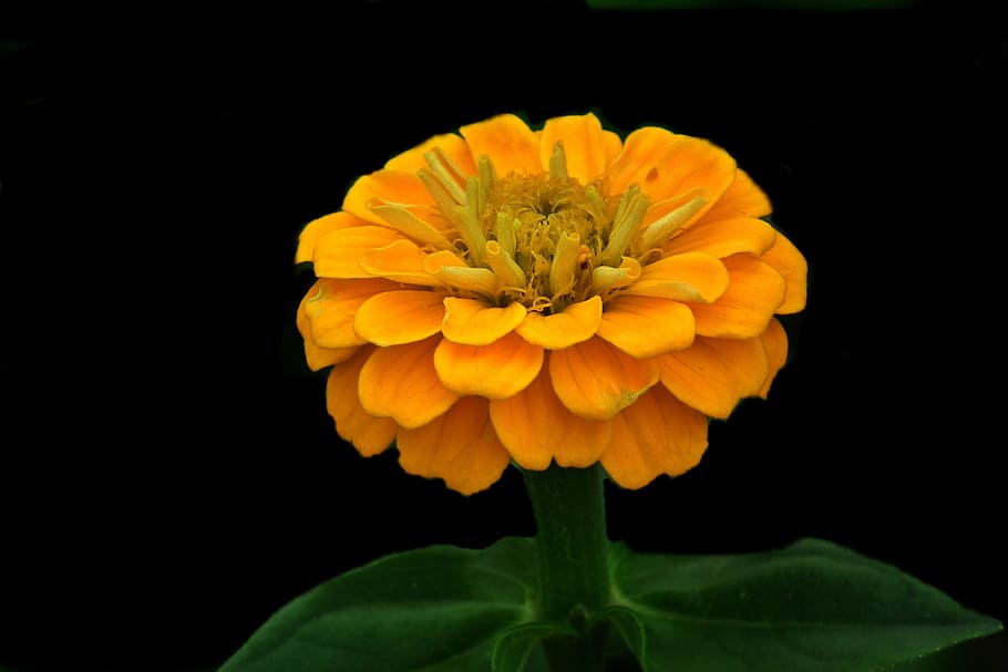 flower, zinnia, yellow, nature, plant, summer, closeup, flowering plant, freshness, petal