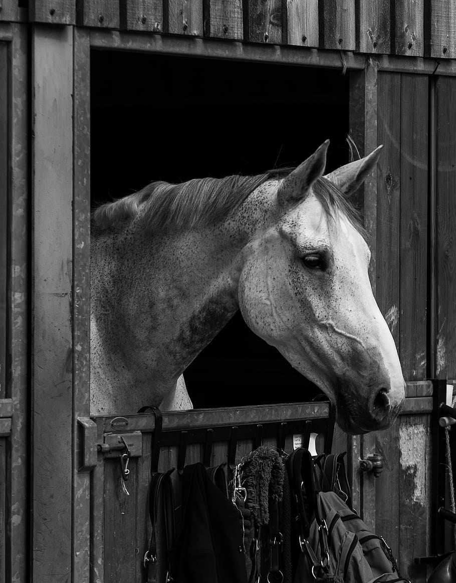 equestrian, horse, competition, riding, animal, equine, obstacle, sport, ride, rider