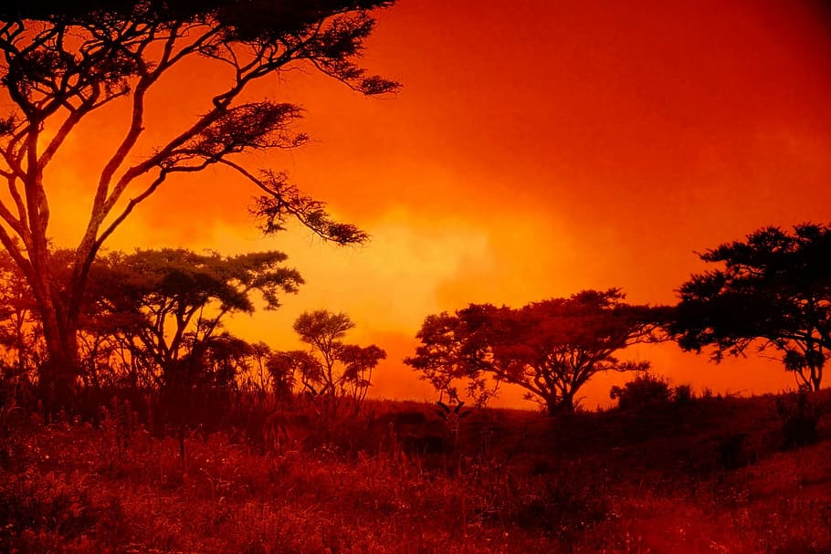 trees, grass, daytime, sunset, africa, landscape, red, setting sun, fiery, bush