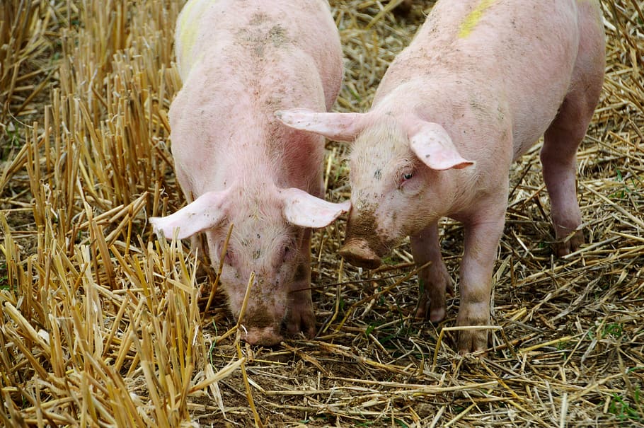 breeding, pig, pork, swine, piglet, mammals, farm, pigs, animals, breeder