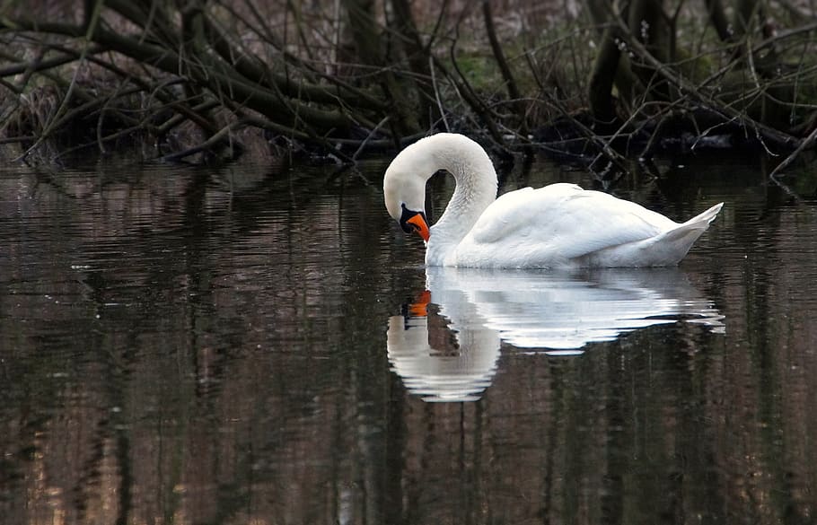 swan, mirroring, lake, water, nature, birds, feather, white, reflection, gloomy
