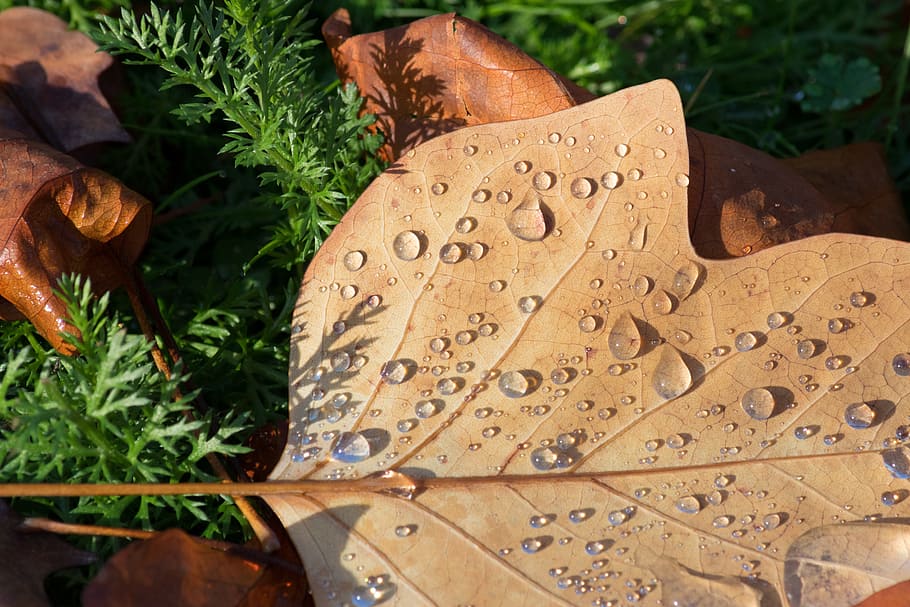 raindrops, rain, drops, leave, leaves, fall, texture, water, wet, drop