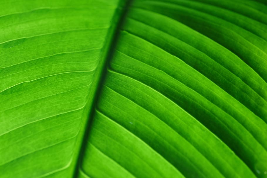 green, leaf, abstract, background, natural, pattern, backlit, plant, nature, detail