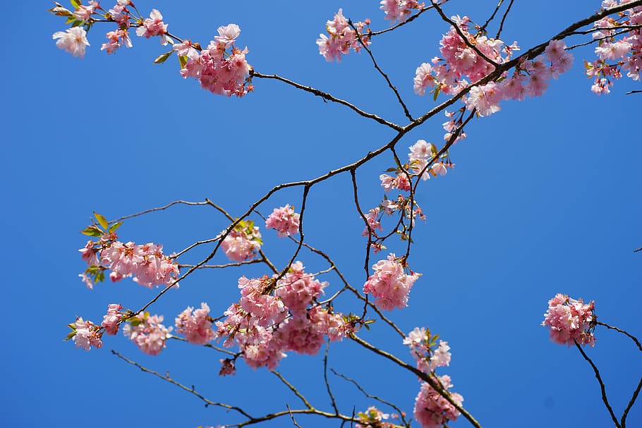 japanese cherry trees, blossom, tree, japanese cherry blossom, branches, bloom, pink, ornamental cherry, flowers, blütenmeer