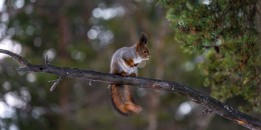 brown, gray, squirrel, red, tree, funny, curious, cute, nature, wildlife