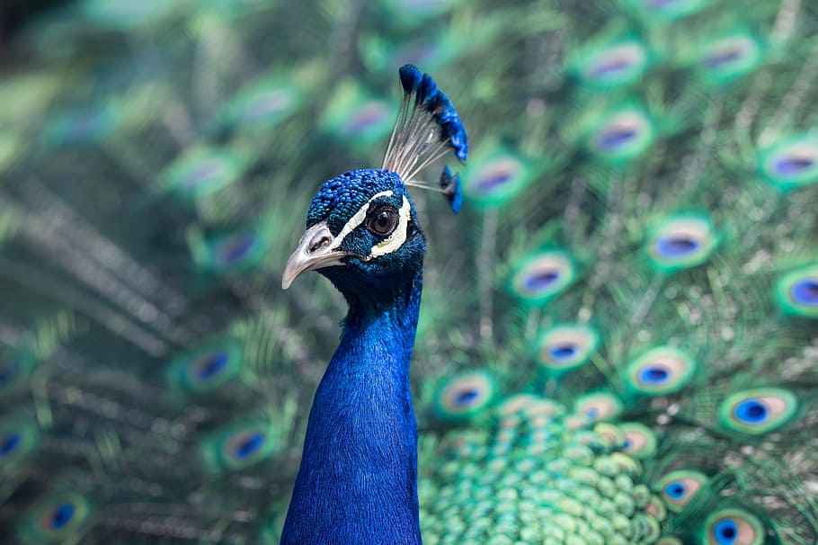 blue, green, peacock, bird, pride, wildlife, peafowl, zoo, nature, animal