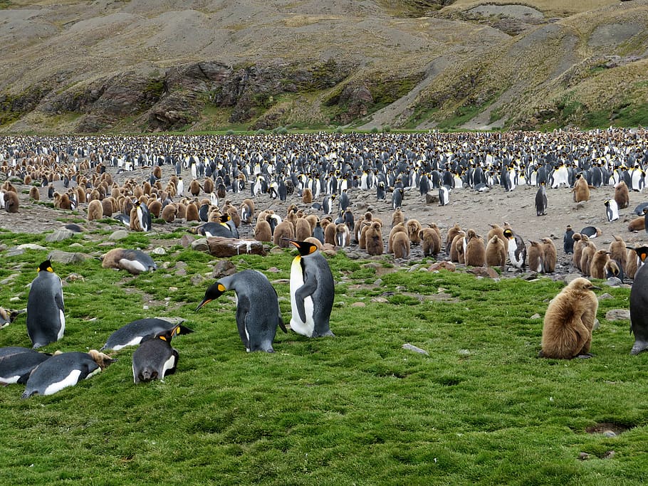 south georgia, king penguins, penguin colony, king penguin, cruise, expedition, group of animals, large group of animals, animal themes, animal