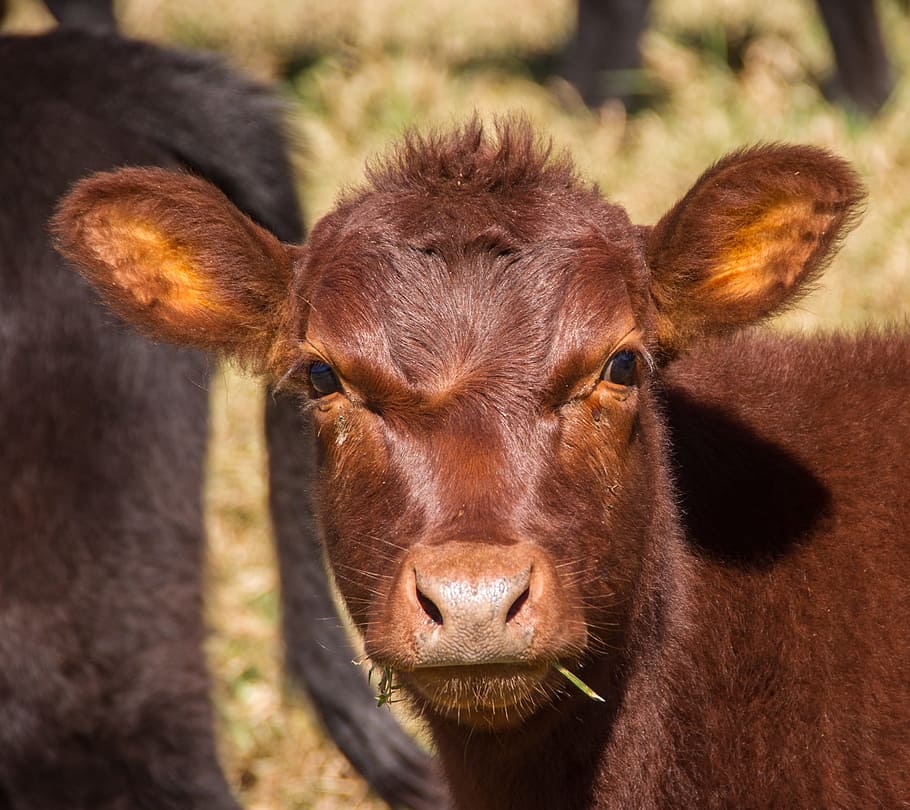 closeup, photography, brown, cattle, daytime, cow, calf, stock, young, face