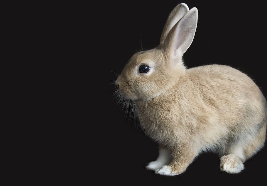 conejo marrón, conejo, animal, conejito, naturaleza, mamífero, conejo - animal, temas de animales, un animal, fondo negro