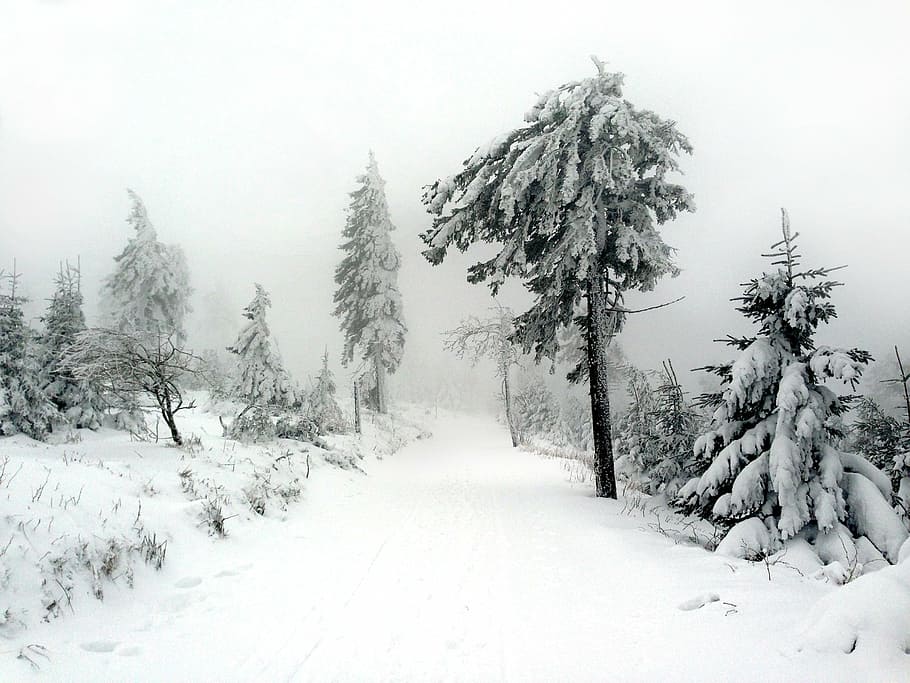 camino durante la tormenta de nieve, invierno, nieve, árbol, arbusto, naturaleza, invernal, niebla, abetos, abeto