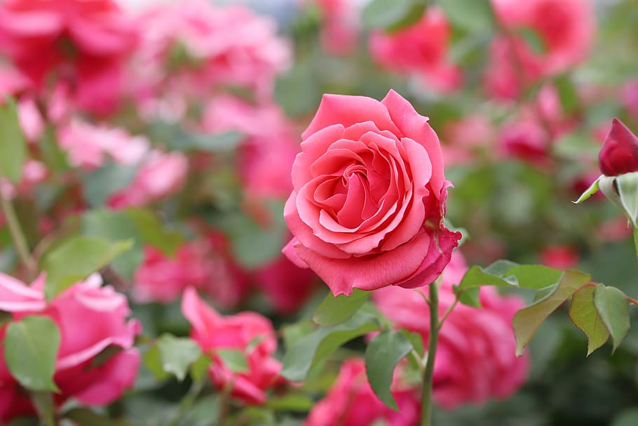 rosa, pétalo, flores, hermosas, bonitas flores, naturaleza, brotes, jardín de rosas, medio fresco, plantas