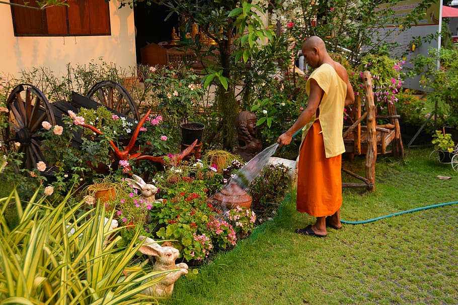 bhikkhu, berkebun, thailand, taman, tradisional, budaya, rumah, bunga, agama Budha, dekorasi