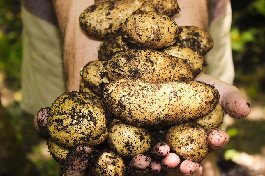 person holding potatoes, all natural, garden, organic, potato plant, potatoes, food, food and drink, vegetable, healthy eating
