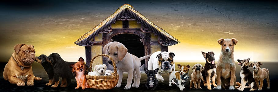 pack of dogs, animals, dogs, puppies, dog kennel, cute puppy, family, friends, girlfriends, rottweiler