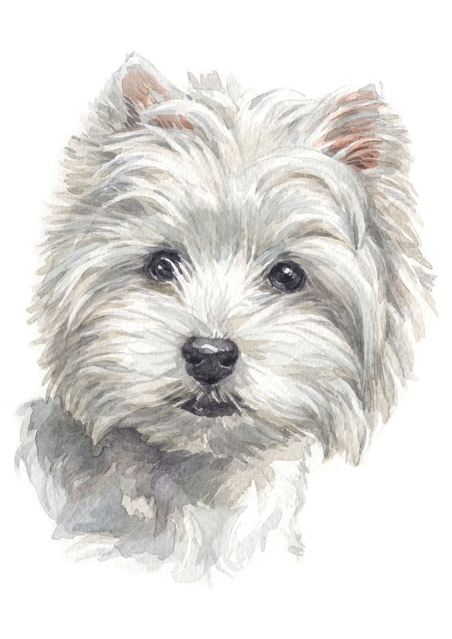 warna air, lukisan, west highland white terrier, membelai, anjing, anak anjing, berambut panjang, menarik, silsilah, imut