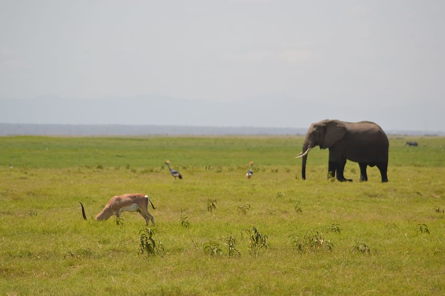 코끼리, 아프리카, 숲, 동물 테마, 동물, 동물 야생 동물, 동물 군, 야생 동물, 잔디, 포유 동물