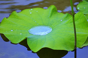 nelumbo nucifera leaf