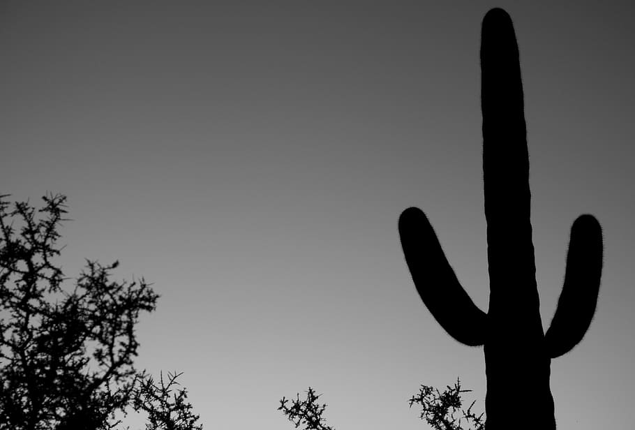 naturaleza, al aire libre, fondos de pantalla, saguaro, cactus, arizona, espinosa, reflexionar, meditar, nacional