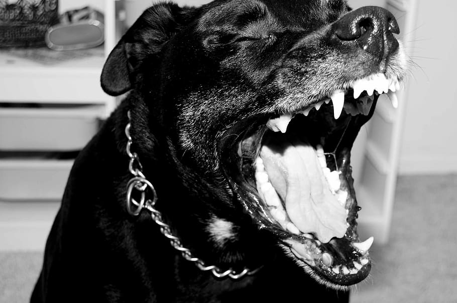 pitbull, rottweiler, mezcla, perro, Un animal, animal, temas de animales, boca, boca abierta, mamífero