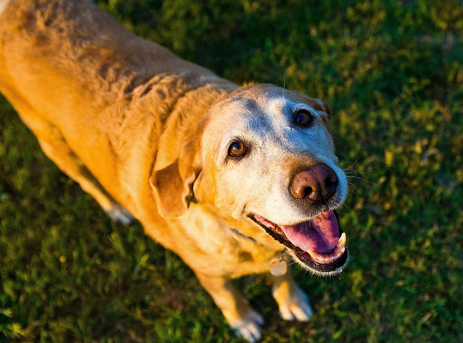 medium, tan, dog, standing, grass field, old dog, yellow, lab, labrador, retriever