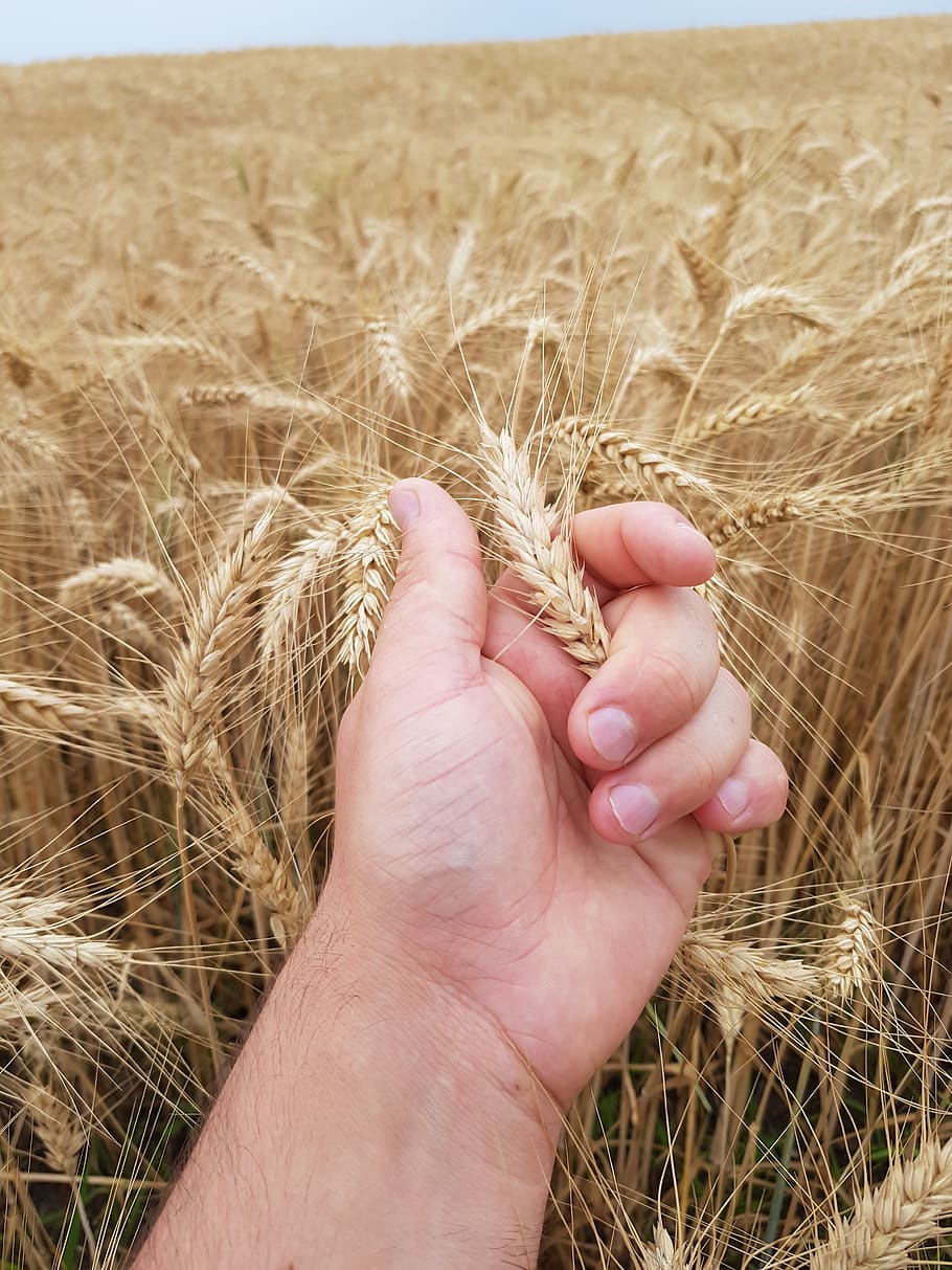 field, a field of wheat, wheat, ceriale, galore, human hand, hand, human body part, cereal plant, crop