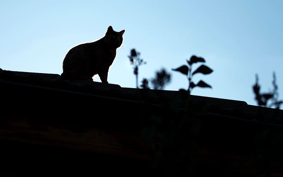 silhouette, cat, seated, roof, tile, plants, sky, blue, mammal, animal themes