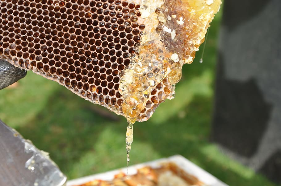 beekeeper, combs, honey, nature, bees, beehive, honeycomb, insect, apiculture, bee