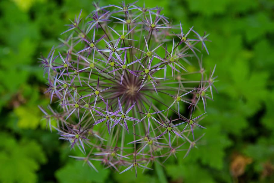purple-and-green dandelion, selective, focus photography, flowers, blossom, bloom, filigree, plant, growth, green color