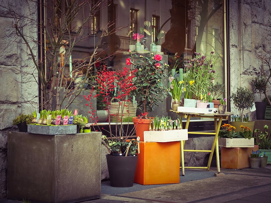 várias, plantas, exibidas, ao lado de, janela de vidro, ao ar livre, loja de flores, florista, produtos de floricultura, flores