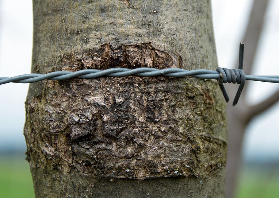 barbed wire, wire, rotated, close, wiring, tree, bark, tree bark, violate, injury
