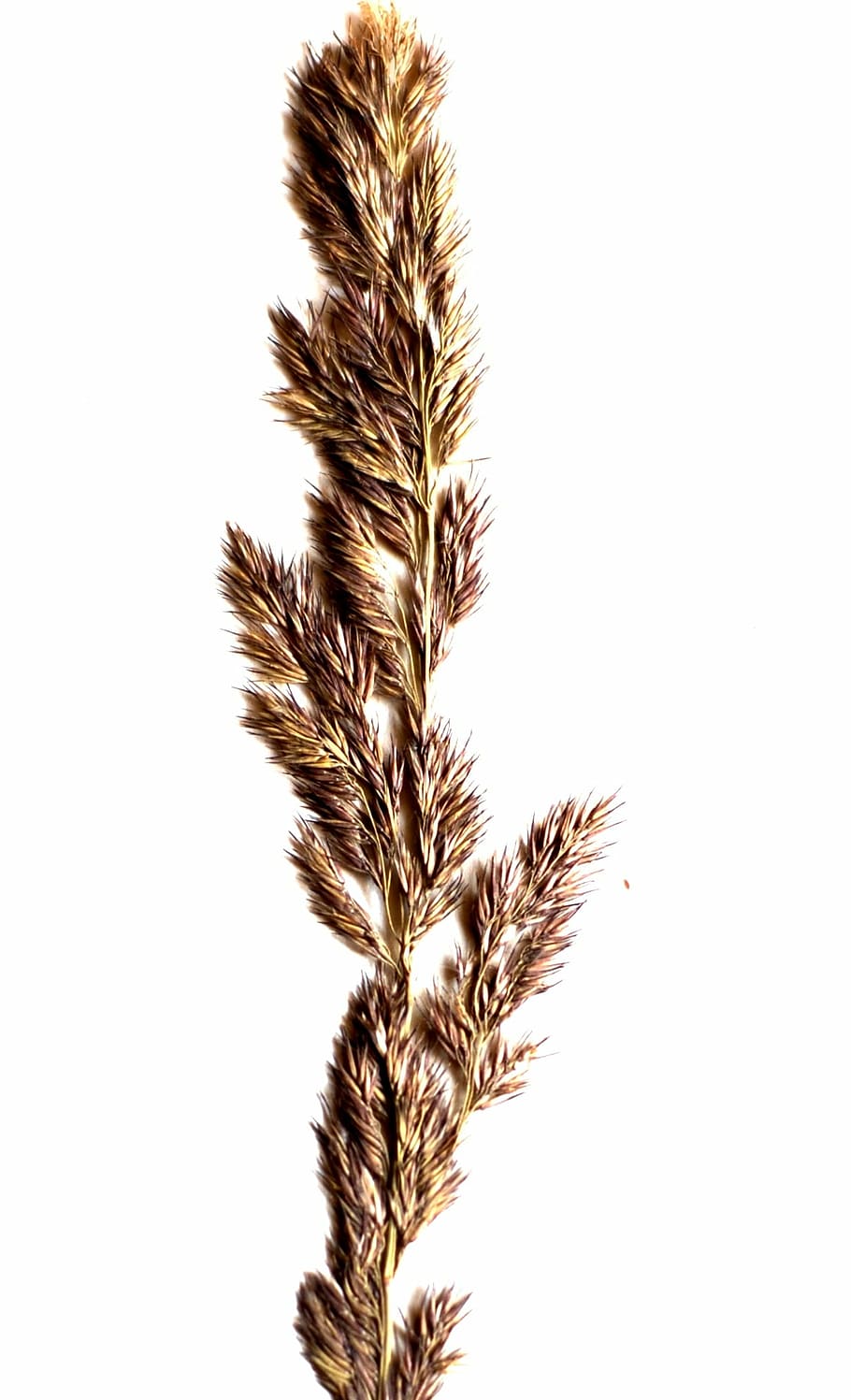a grass, spikelet, white, nature, seed, isolated, studio shot, growth, close-up, plant