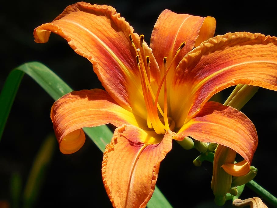 day lily, orange, day, lily, flower, nature, garden, plant, floral, bright