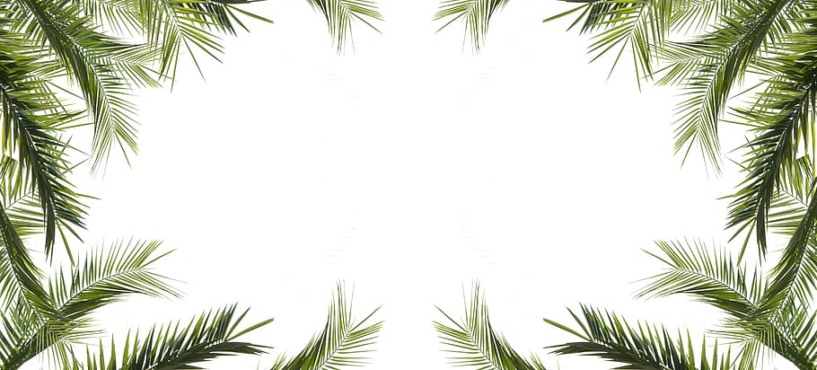 rectangular, green, leaf frame, desktop, leaf, tree, nature, decoration, design, natural