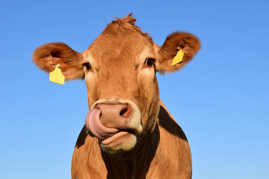 selectivo, foto, marrón, vaca, cabeza, cabeza de vaca, animal, ganado, naturaleza, vaca lechera