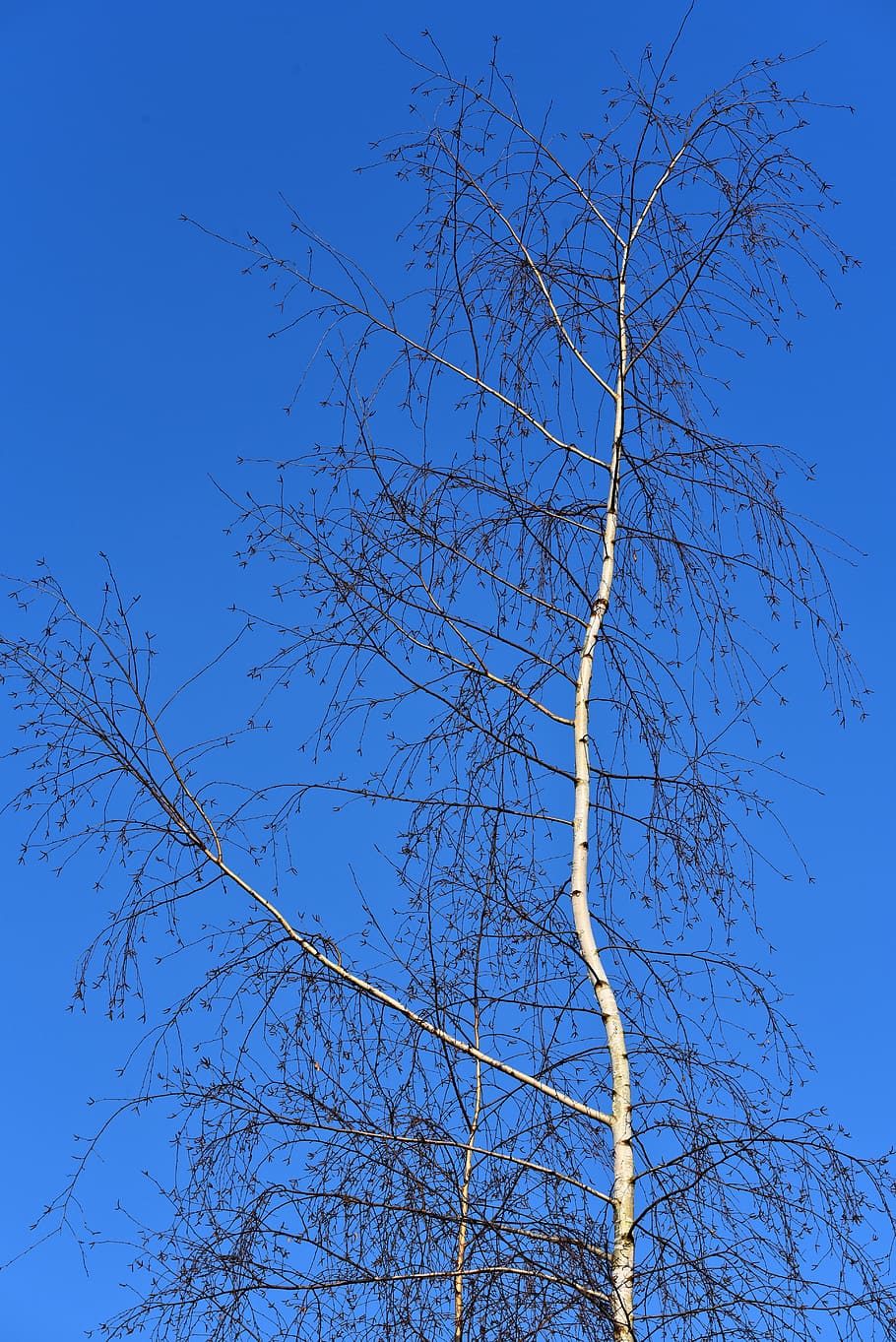 birch, white birch, paper birch, trunk, branch, slender, tall, bark, nature, blue skies