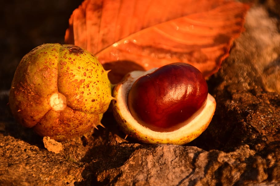 chestnut, horse chestnut, ordinary rosskastanie, autumn, common rosskastanie, chestnut fruit, shiny, fruits, indian summer, beautiful